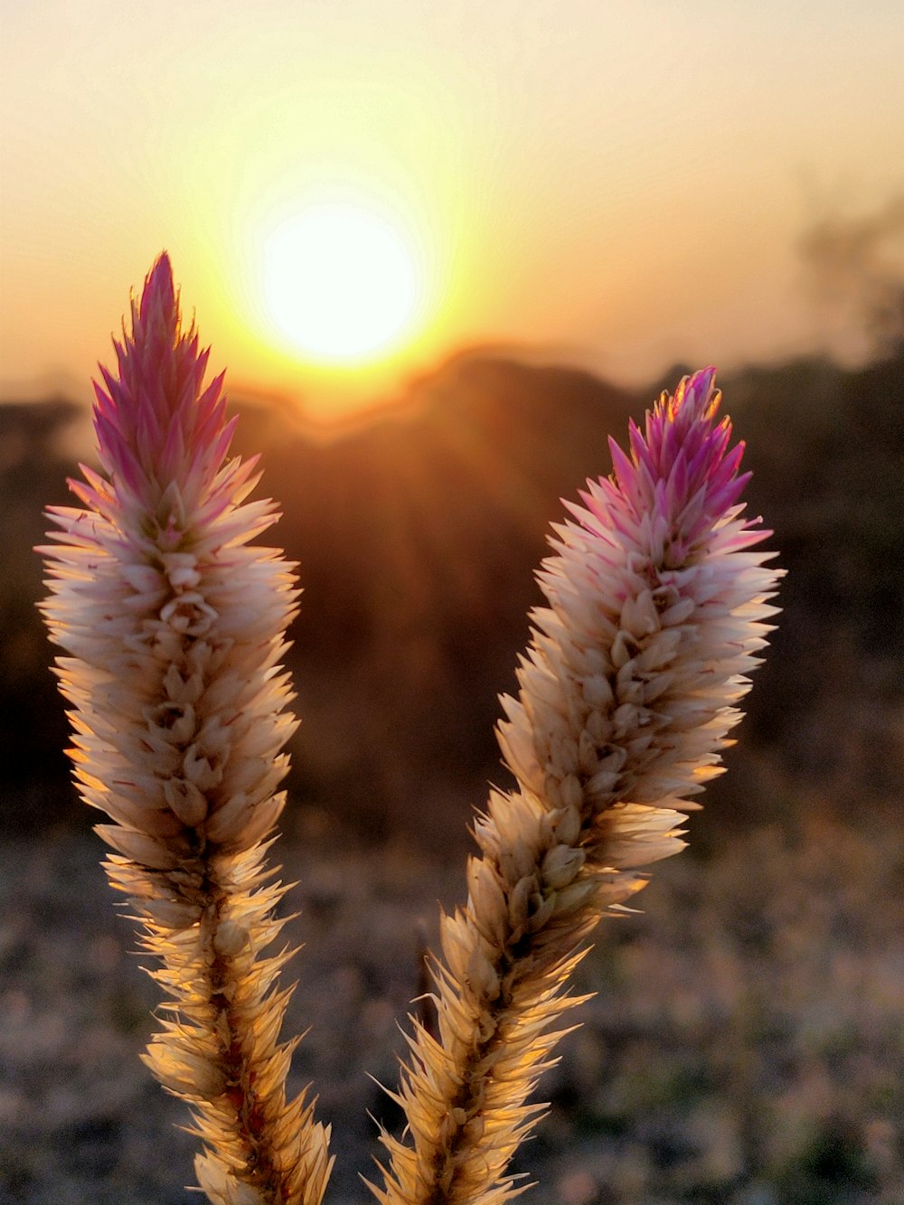 brown wheat field during sunset