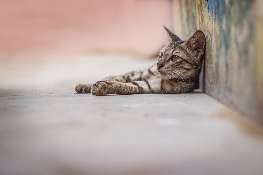 brown tabby cat lying on floor