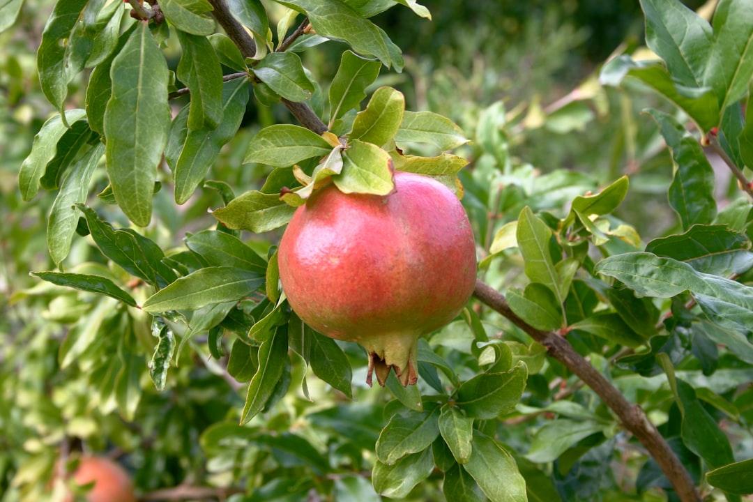 red apple fruit on green leaves during daytime