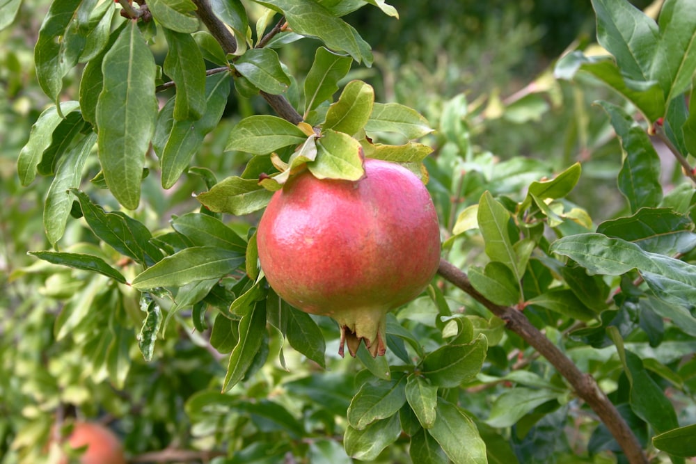 昼間は緑の葉に赤いリンゴの実をつける