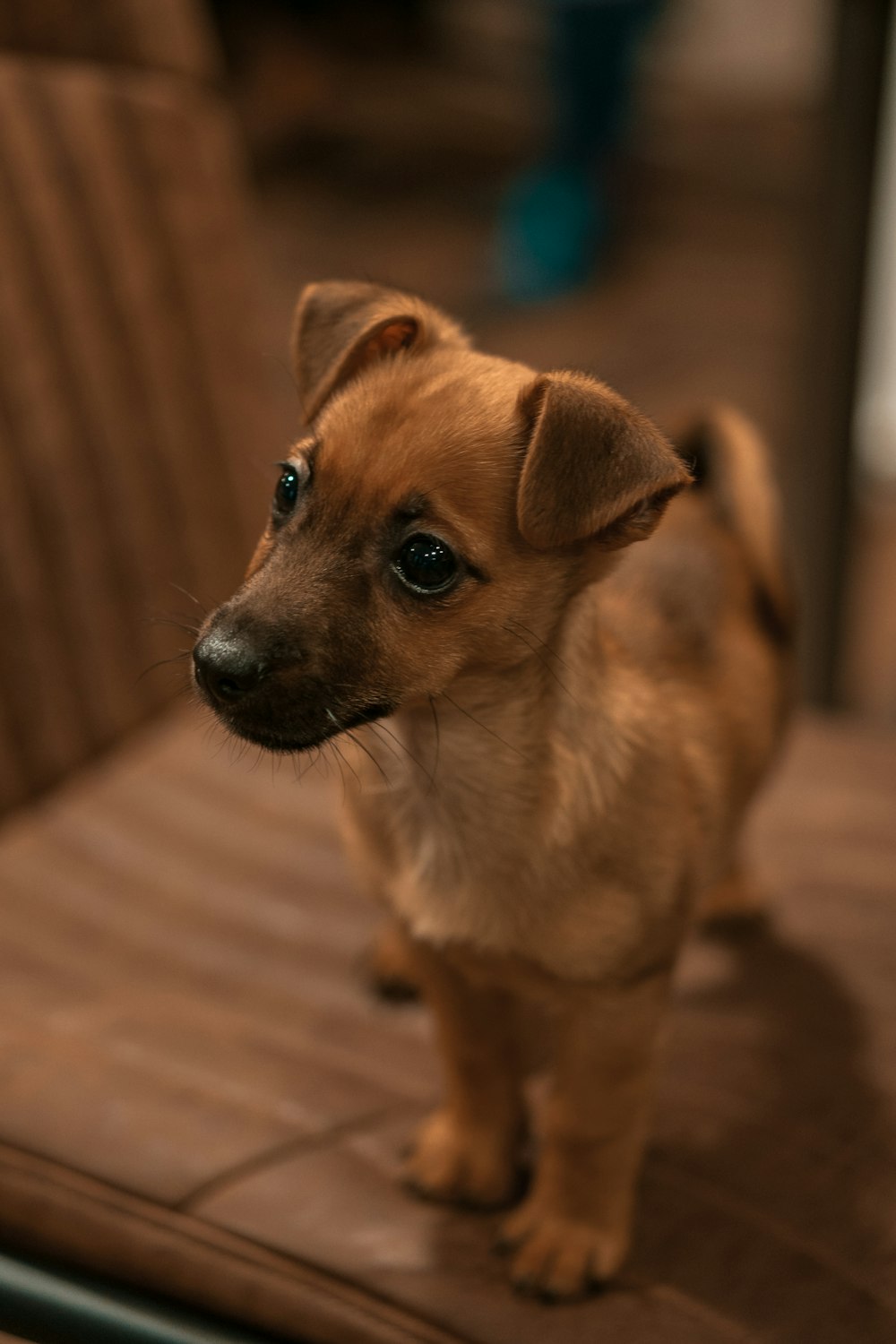 brown short coated small dog