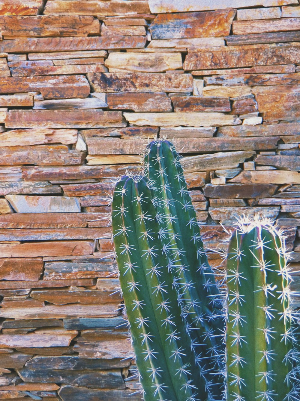 green cactus on brown brick wall