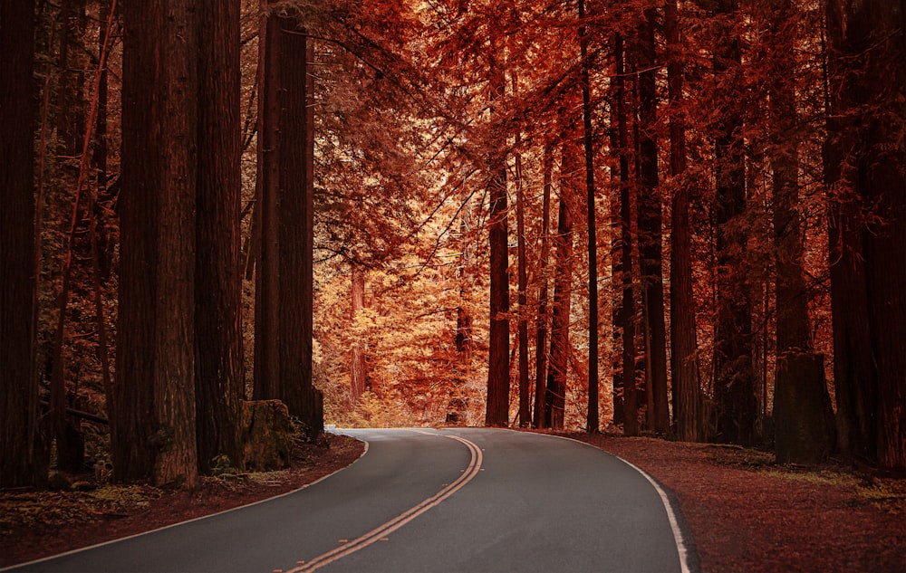 black asphalt road in between brown trees during daytime