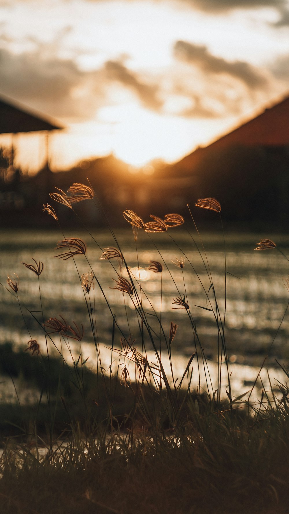 brown grass during golden hour