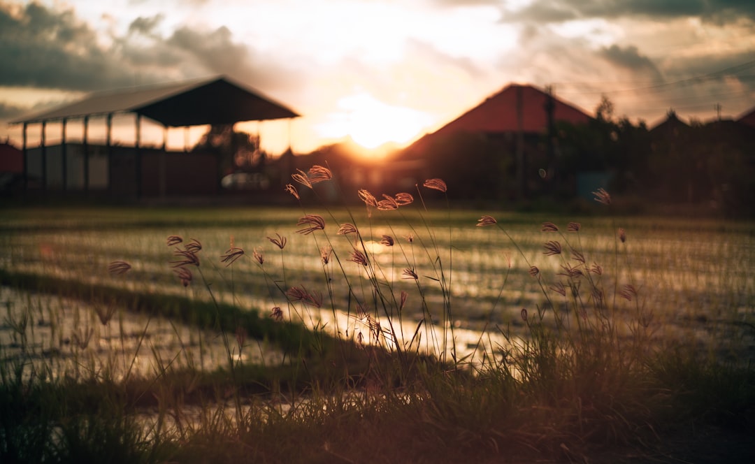 green grass field during sunset