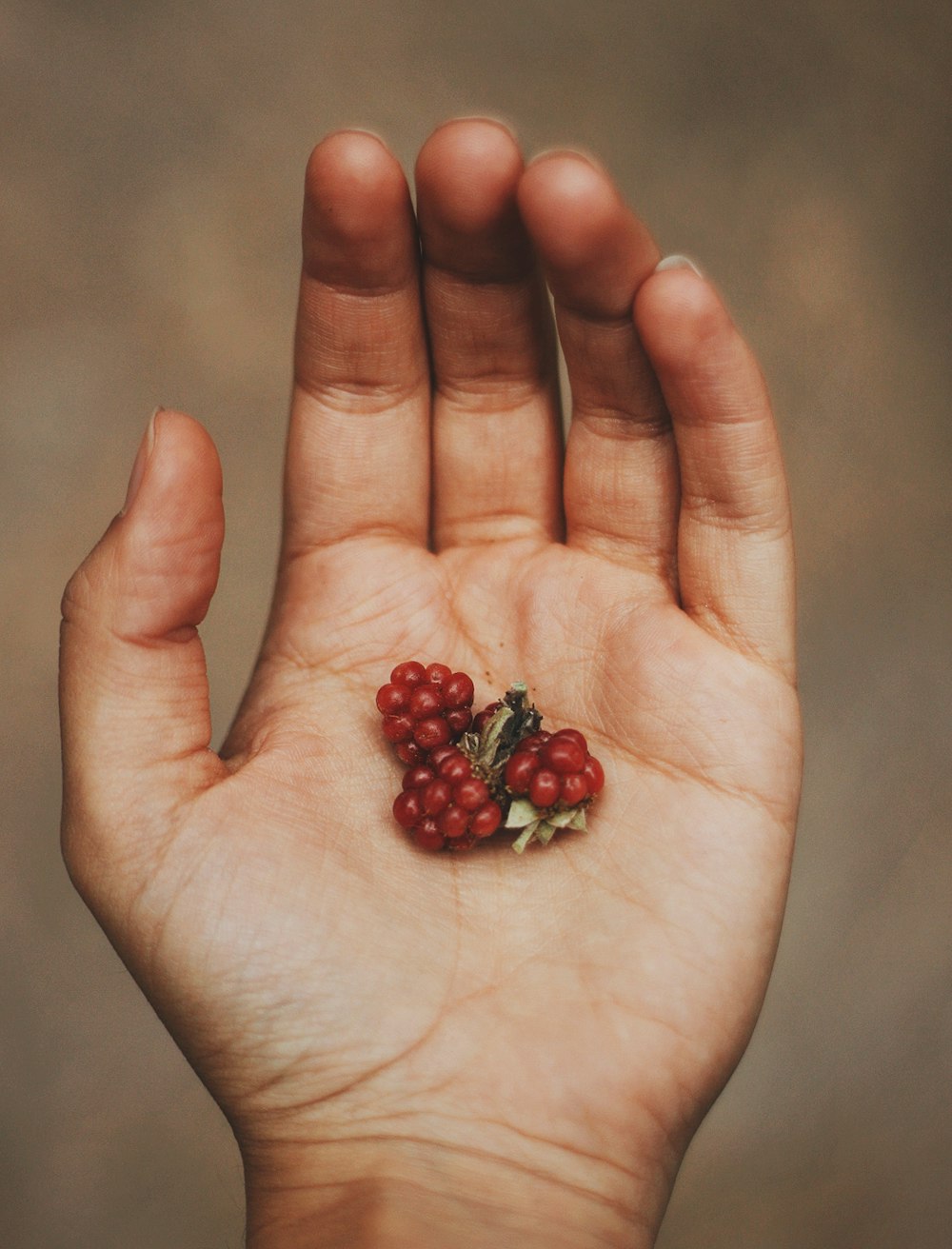 red round fruits on persons palm