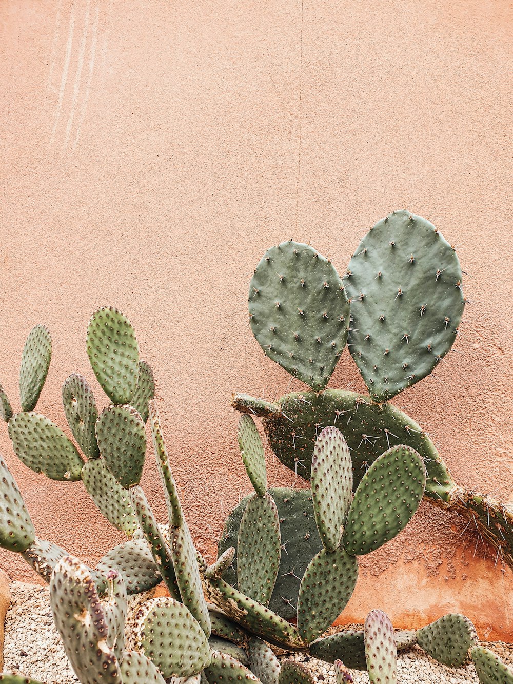 green cactus plant near brown wall