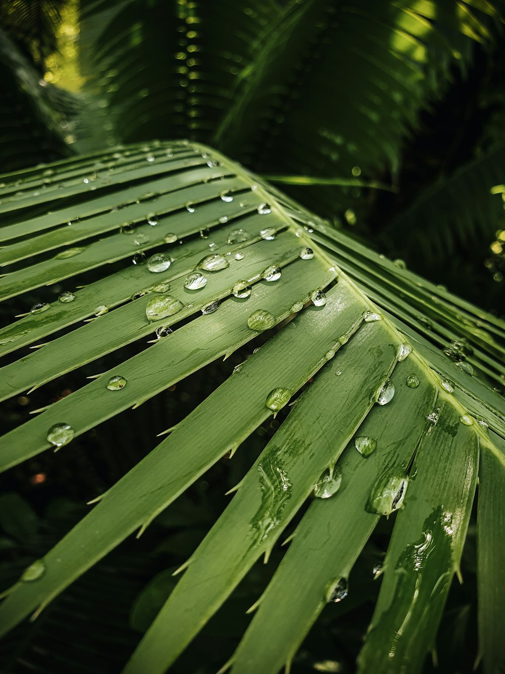 water droplets on green leaves