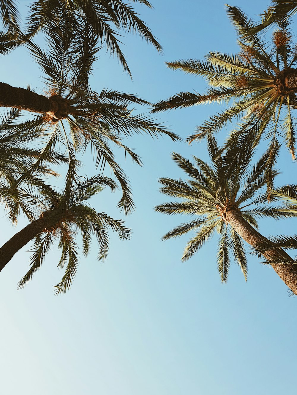 green and brown palm tree under blue sky during daytime