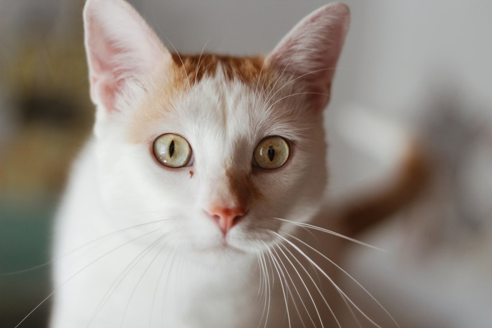 white and brown cat in close up photography