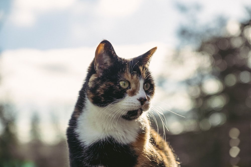 black and white cat on snow covered ground during daytime