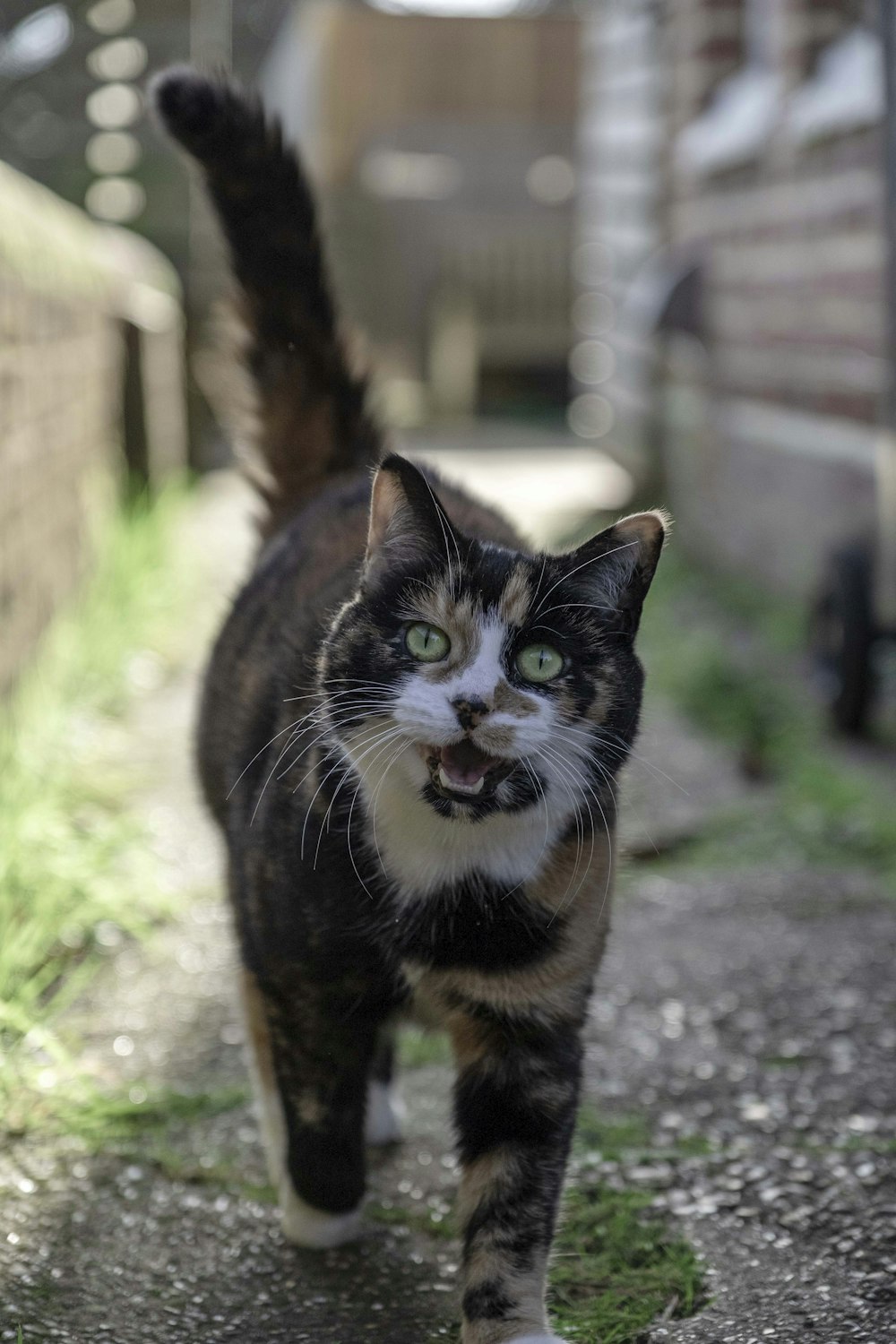 black brown and white cat on gray concrete floor