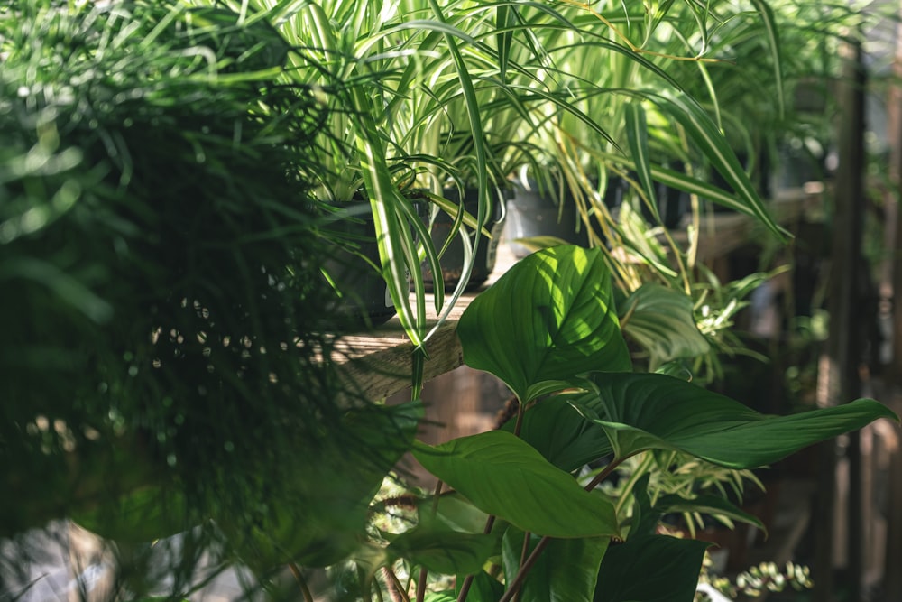 green plant in white pot