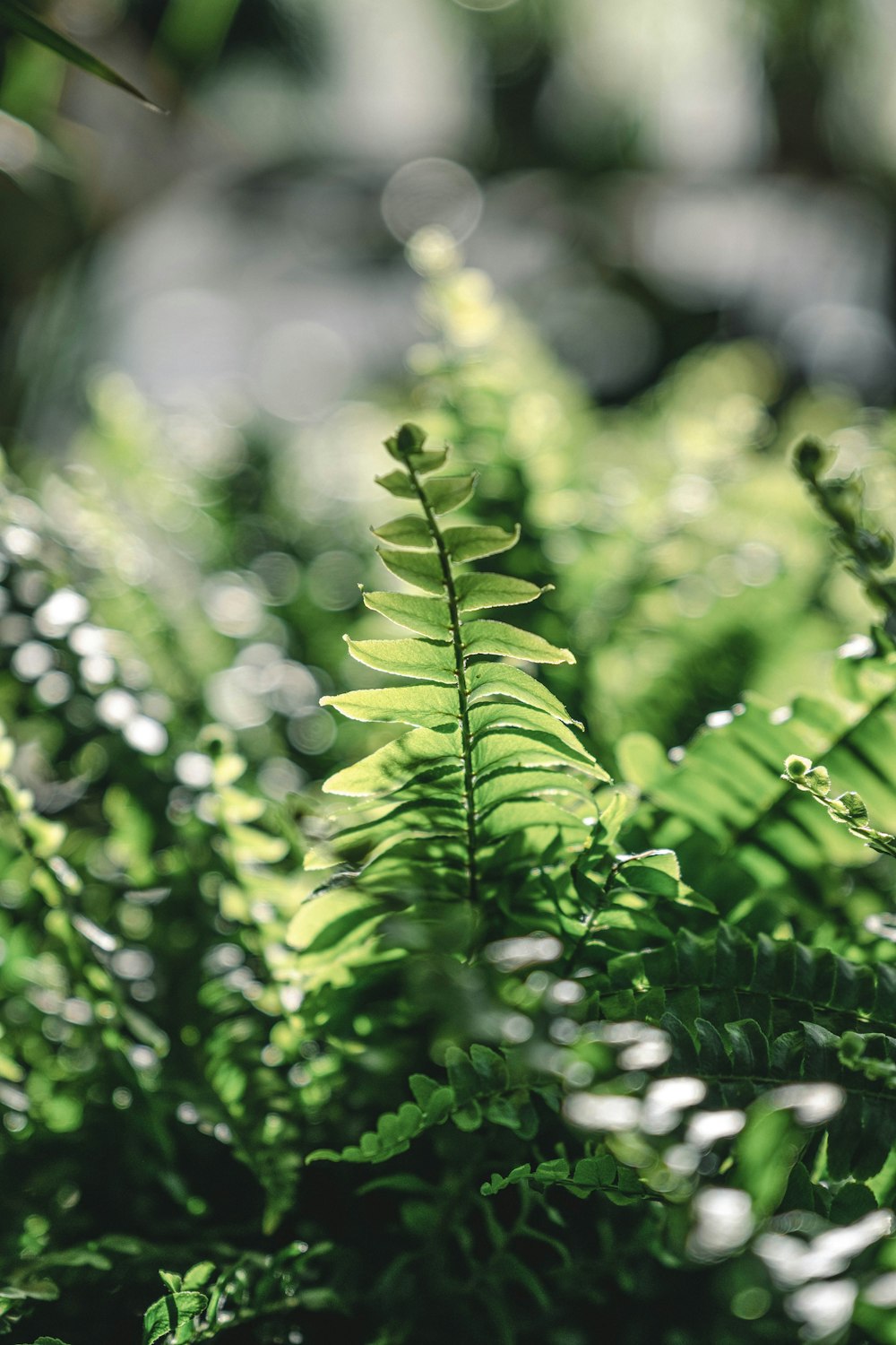 folhas verdes na lente de deslocamento de inclinação