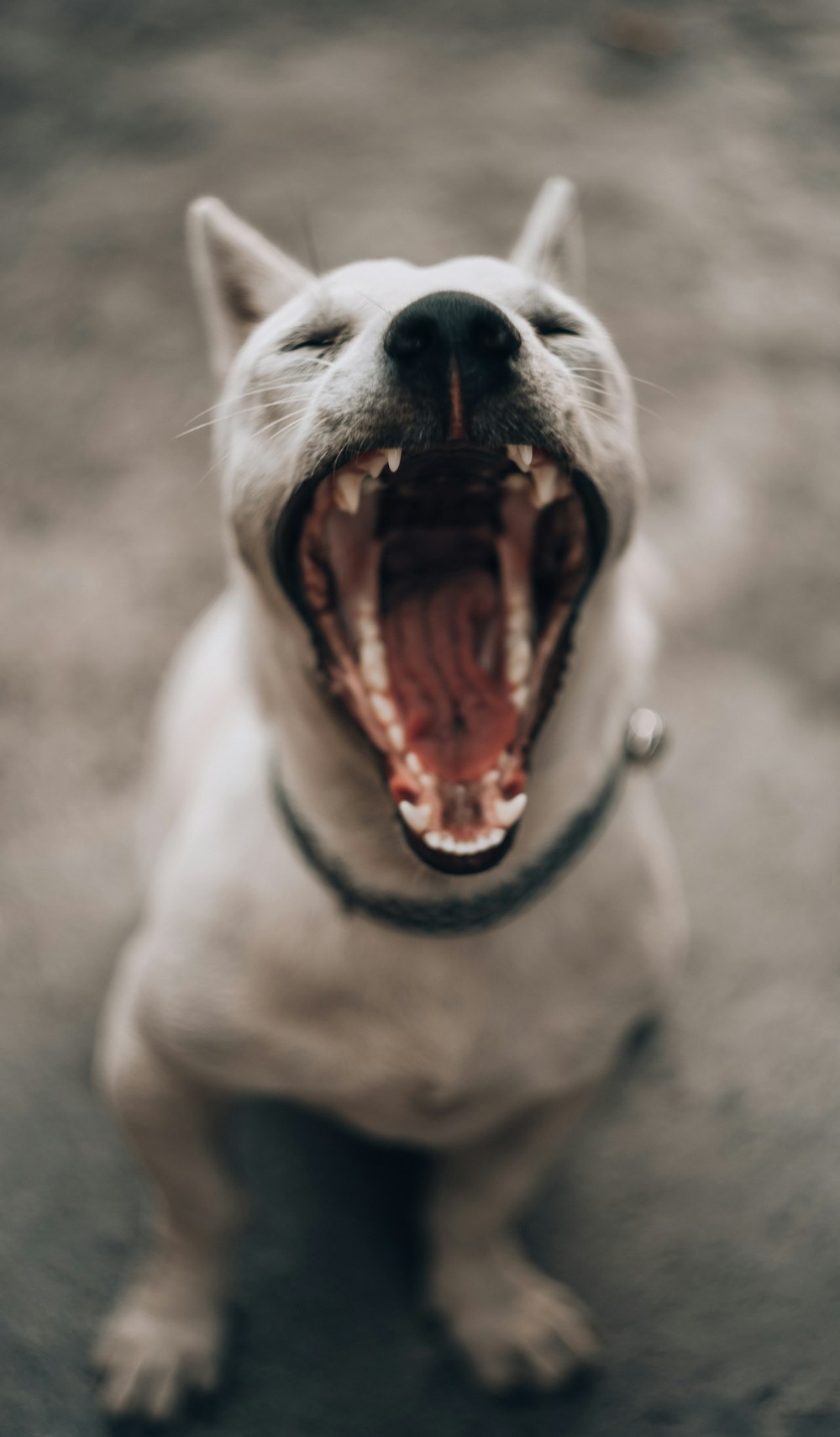 grayscale photo of short coated dog