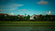Rows of rice plants thriving in neatly flooded paddies reflecting the blue sky.