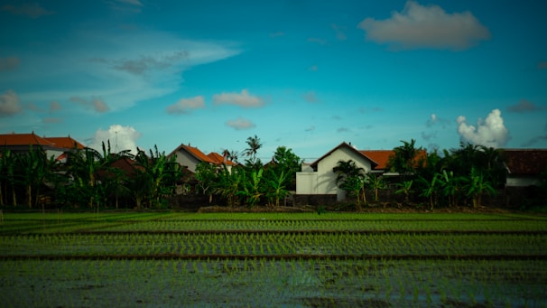 Rows of young rice plants grow in a flooded paddy field, with a backdrop of traditional houses featuring terracotta roofs. The scene is set under a bright blue sky with scattered clouds, and lush green foliage surrounds the buildings.