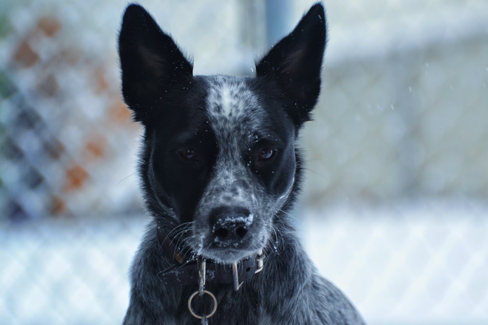 black and white short coated dog