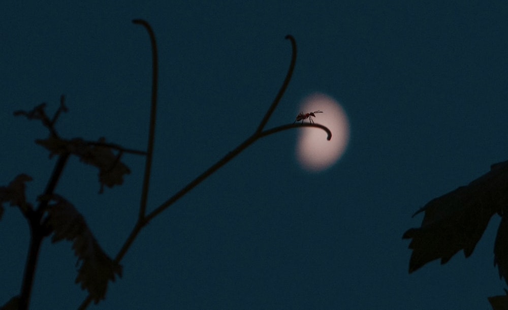 white moon on blue sky