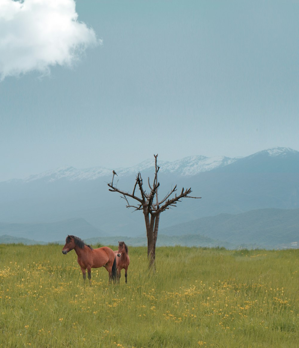 brown horse on green grass field during daytime