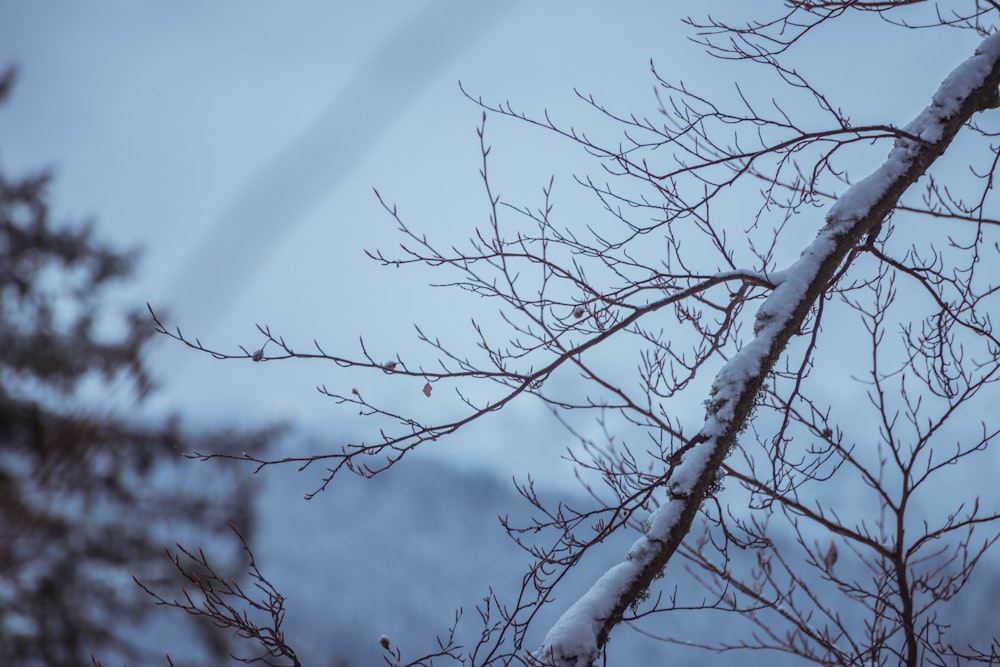 leafless tree under blue sky