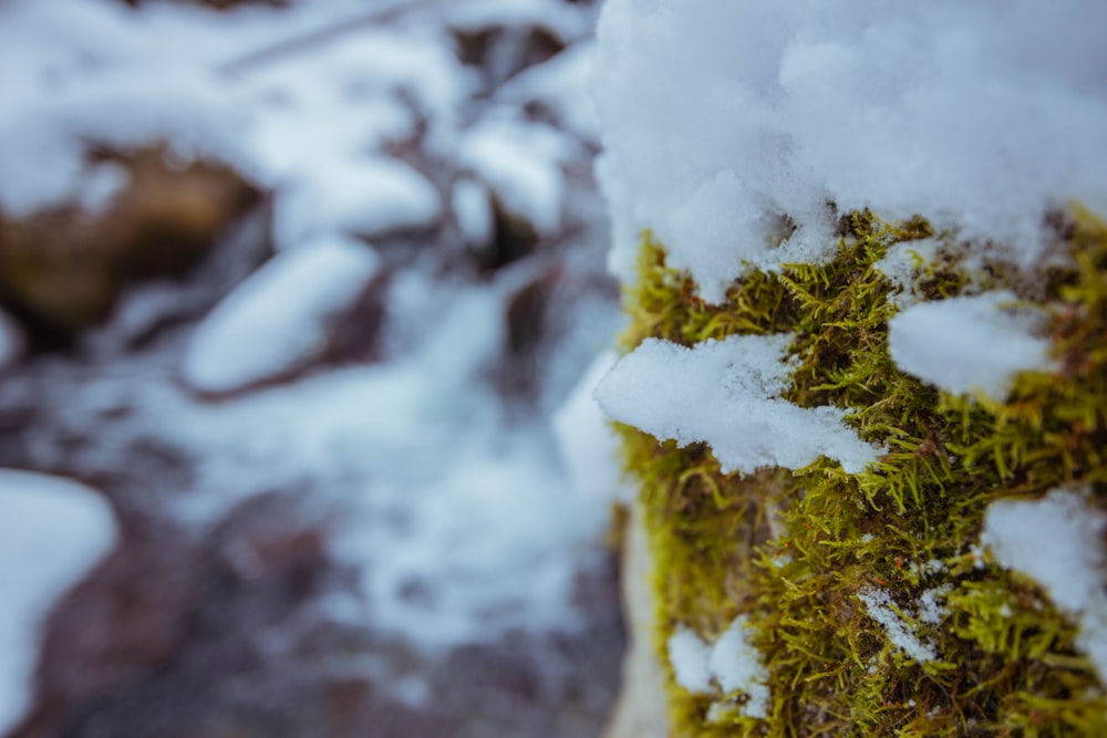 green moss on white snow