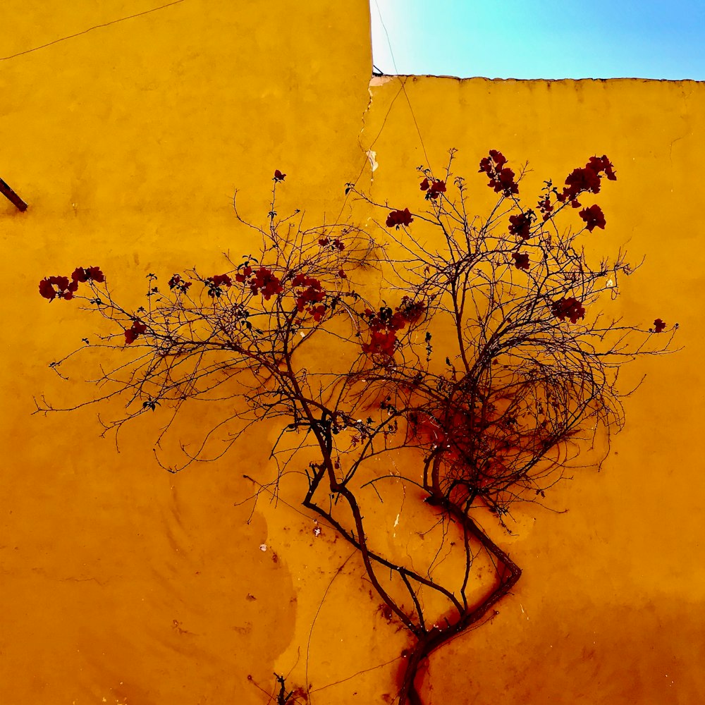 leafless tree beside yellow wall