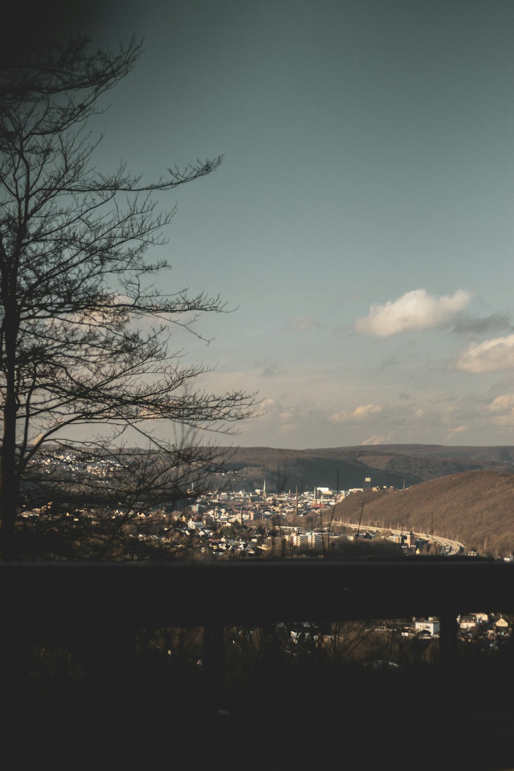 bare trees near mountain during daytime