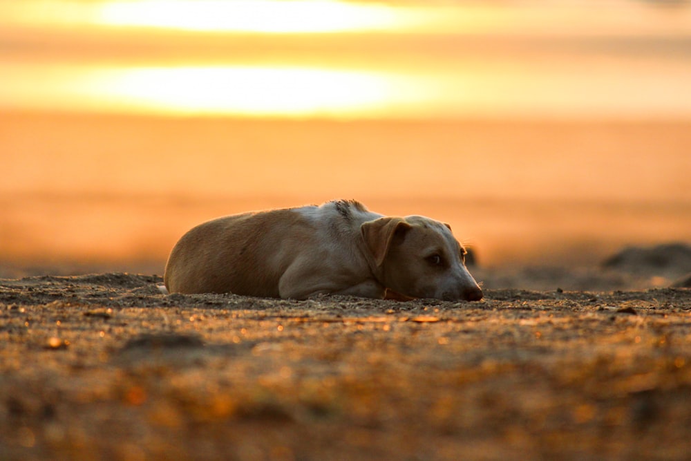 日中に地面に横たわっている茶色のショートコートの中型犬