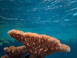 Coral formation in clear blue water with light filtering through, highlighting the structure's intricate details and vibrant color.