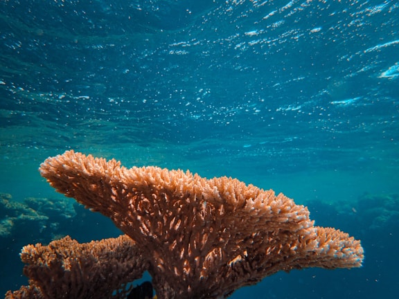 Coral formation in clear blue water with light filtering through, highlighting the structure's intricate details and vibrant color.