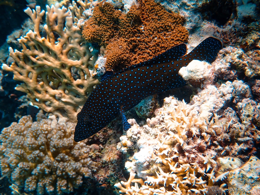 Schwarz-Weiß-Polka-Dot-Fisch