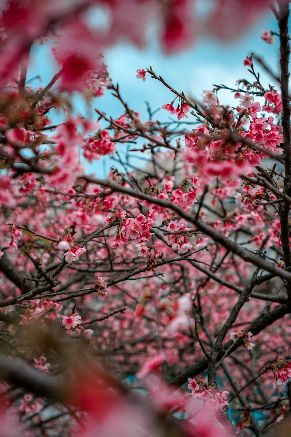 pink cherry blossom tree in close up photography