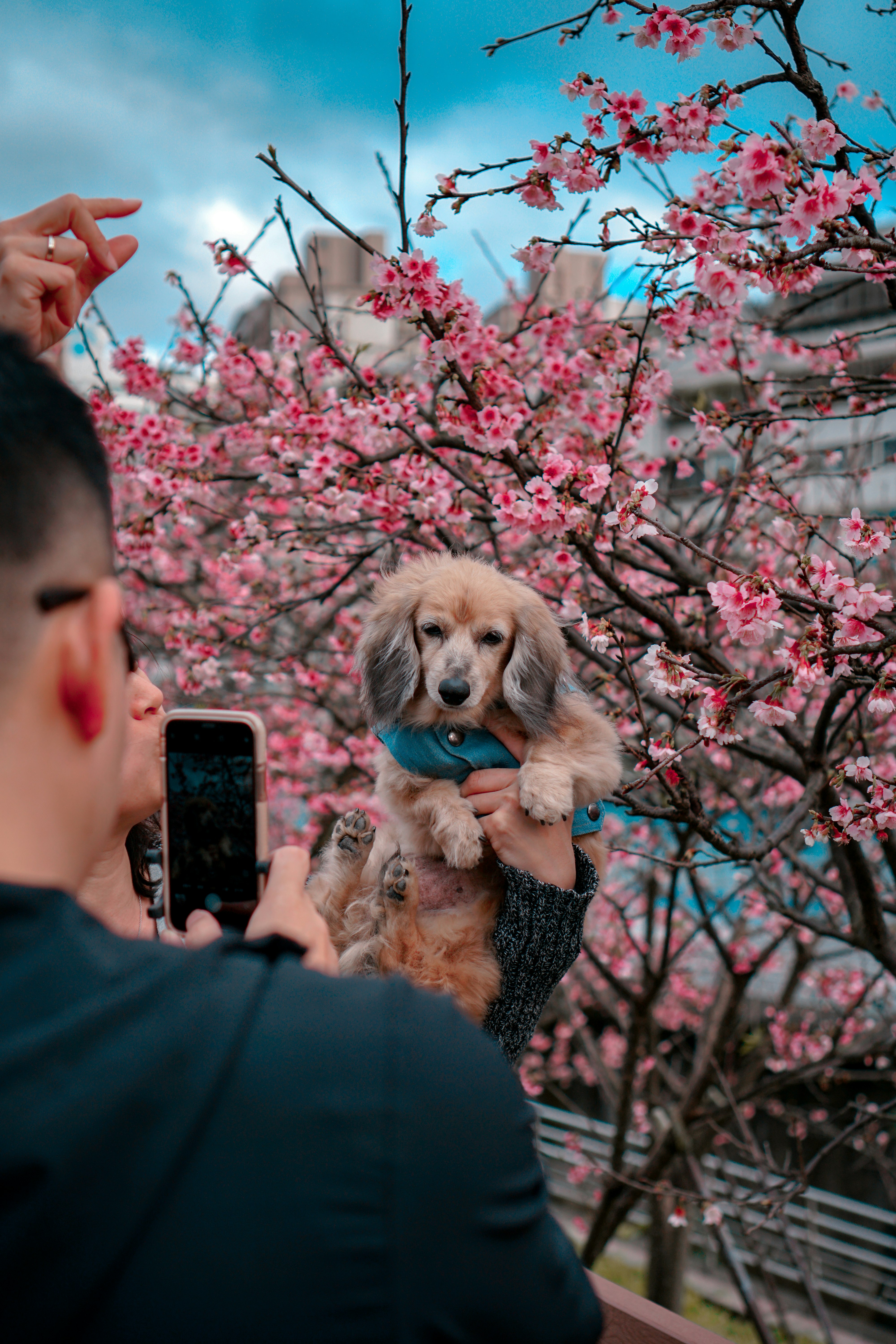 woman in black long sleeve shirt holding black smartphone beside brown long coated small dog