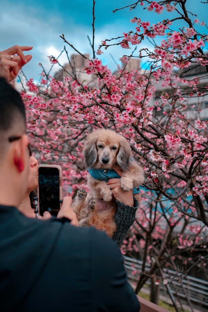 Photograph your pet