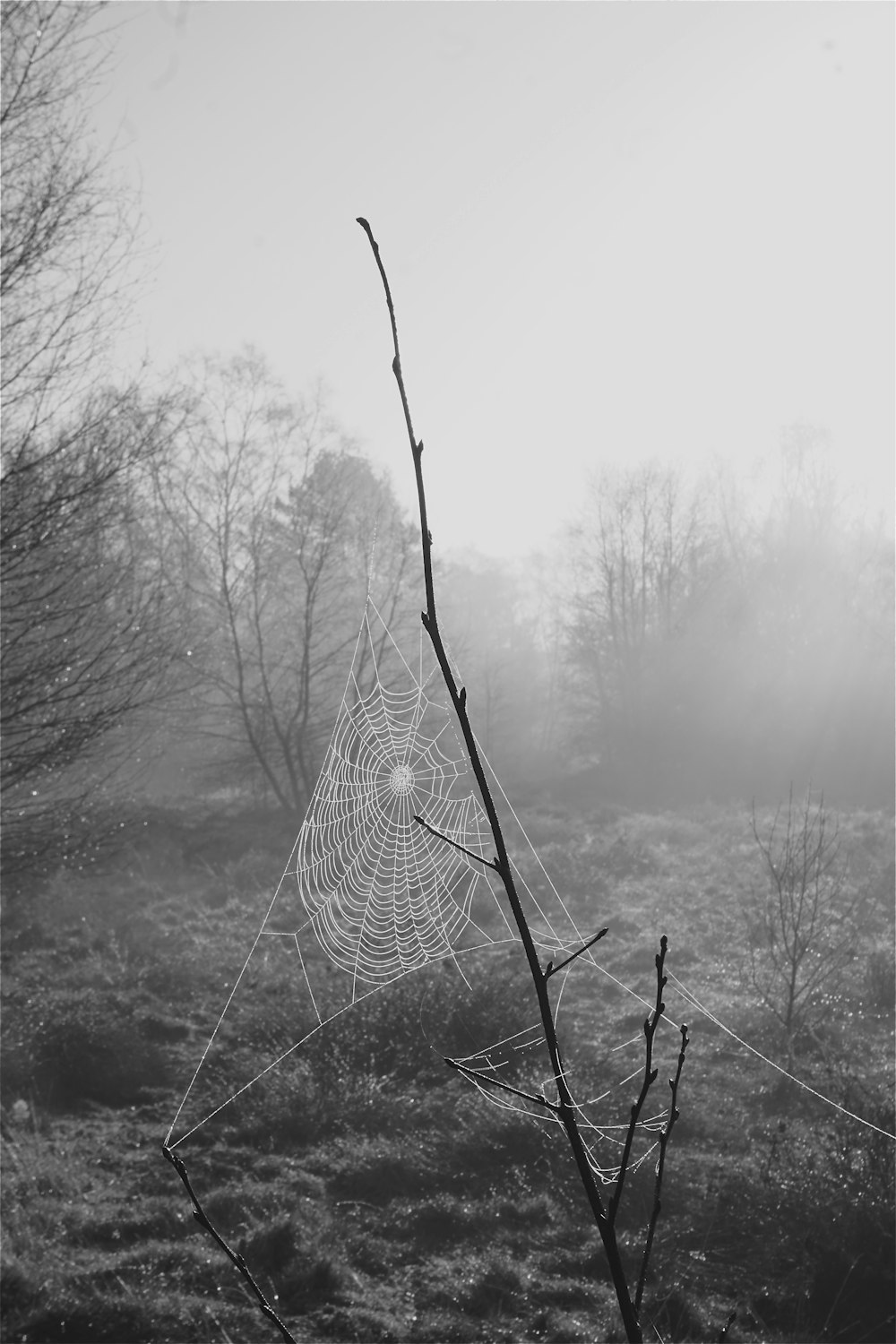 spider web on bare tree during daytime