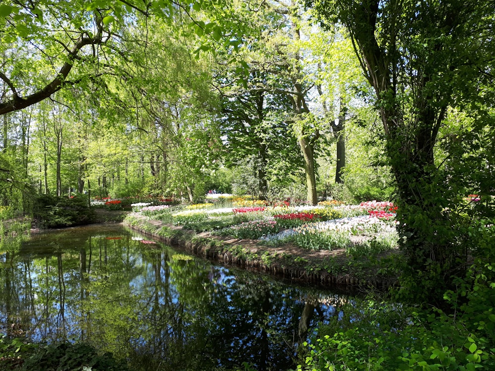 green trees beside river during daytime