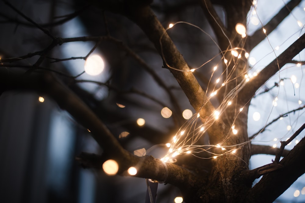 string lights on tree branch