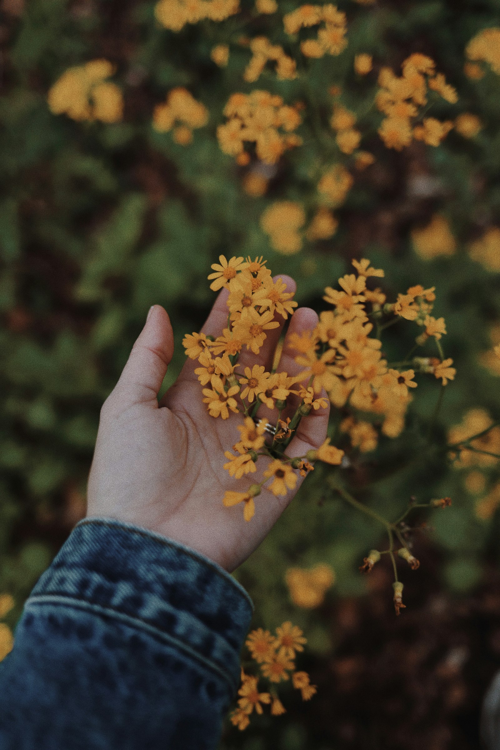 Canon EOS 6D Mark II + Canon EF 35mm F2 IS USM sample photo. Person holding yellow flower photography