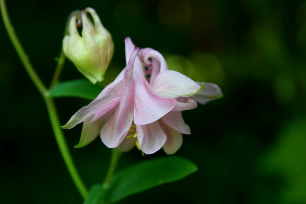 pink and white flower in tilt shift lens