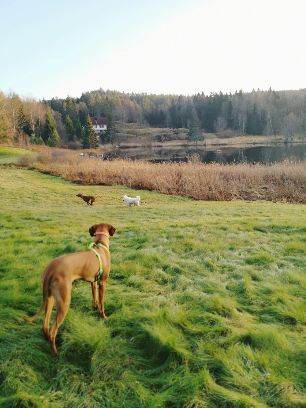 brown short coated dog on green grass field during daytime