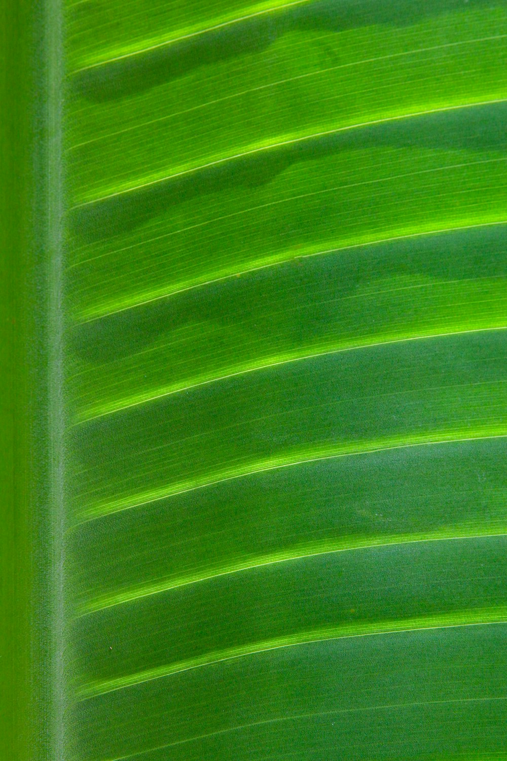 Grünes Bananenblatt in Nahaufnahme