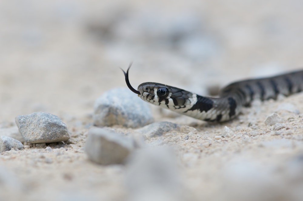 serpent noir et blanc sur roche brune