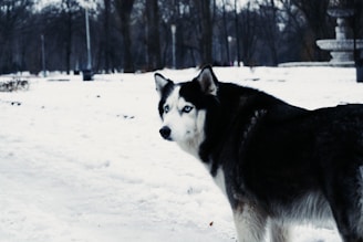A colorful illustration of a husky dog in a snowy landscape.