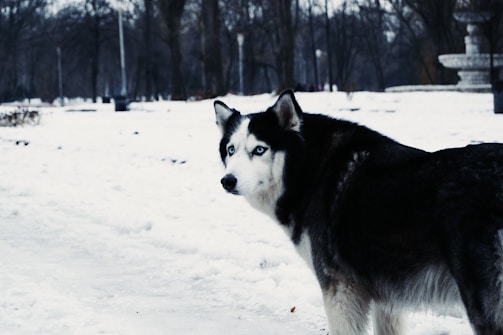 A colorful illustration of a husky dog in a snowy landscape.