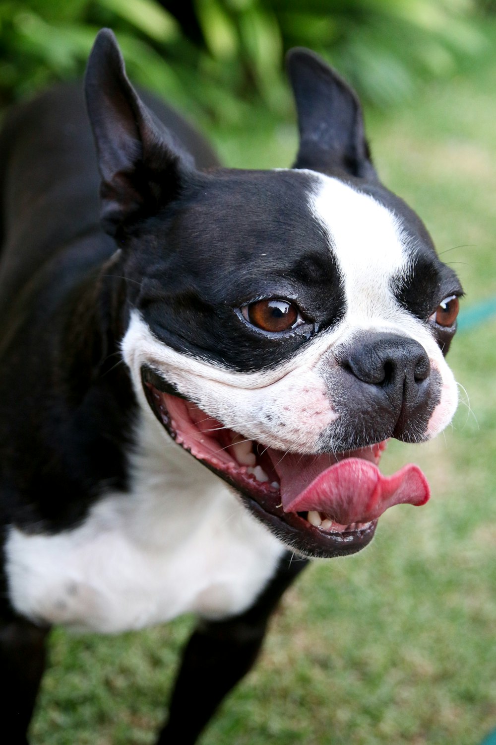 black and white short coated dog lying on green grass field during daytime