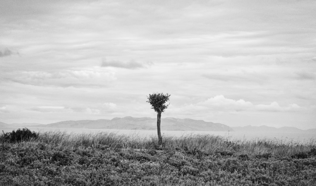 grayscale photo of tree on grass field