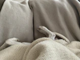A soft blanket embroidered with tiny paw prints draped over a comfy chair.