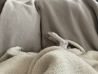 A pair of small dog paws and a tail are visible peeking out from under a cozy blanket. The background consists of multiple blankets in neutral tones such as beige and grey, creating a warm and comfortable setting.