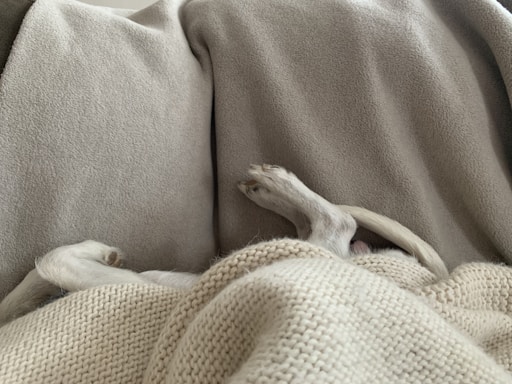 A pair of small dog paws and a tail are visible peeking out from under a cozy blanket. The background consists of multiple blankets in neutral tones such as beige and grey, creating a warm and comfortable setting.